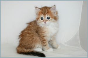 Female Siberian Kitten from Deedlebug Siberians